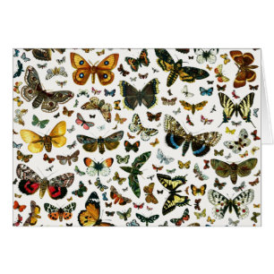Europe’s Best-Known Butterflies and Moths Collage