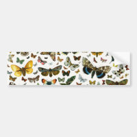 Europe’s Best-Known Butterflies and Moths Collage