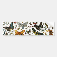 Europe’s Best-Known Butterflies and Moths Collage