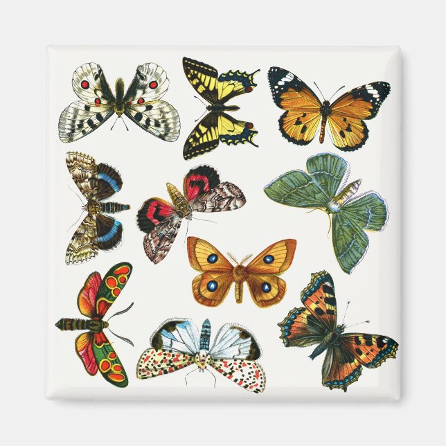 Europe’s Best-Known Butterflies and Moths Collage Magnet (Vorne)