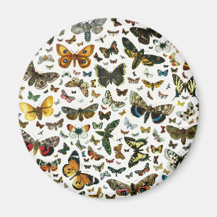 Europe’s Best-Known Butterflies and Moths Collage Magnet