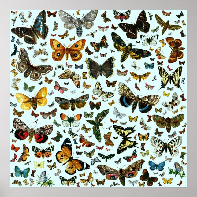 Europe’s Best-Known Butterflies and Moths Collage Poster (Vorne)