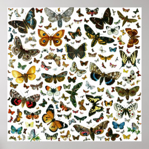 Europe’s Best-Known Butterflies and Moths Collage Poster