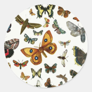 Europe’s Best-Known Butterflies and Moths Collage Runder Aufkleber