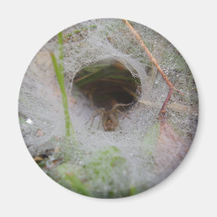 European Funnel Web Spider Magnet