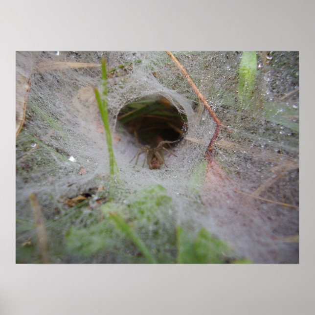 European Funnel Web Spider Poster (Vorne)