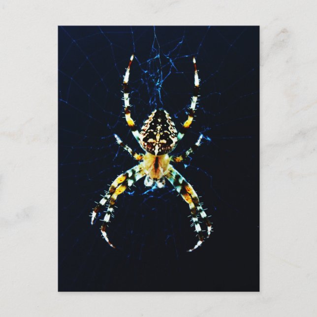 European Garden Spider pccnm Postkarte (Vorderseite)