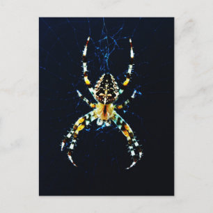 European Garden Spider Postkarte