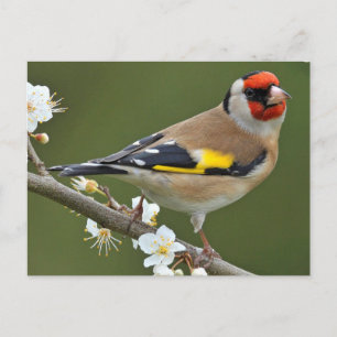 European Goldfinch (Carduelis carduelis) Postkarte