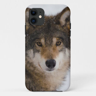 European Grey Wolf Case-Mate iPhone Hülle