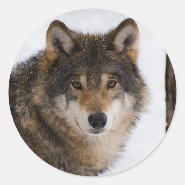 European Grey Wolf Runder Aufkleber (Vorderseite)