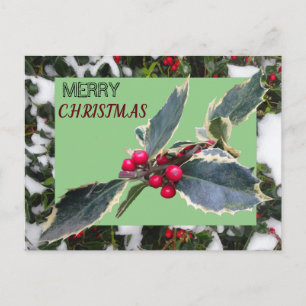 European Holly with Snow Merry Christmas Postcard Postkarte