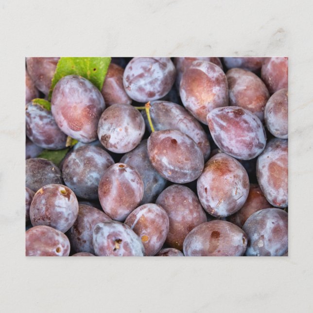 European plums postkarte (Vorderseite)