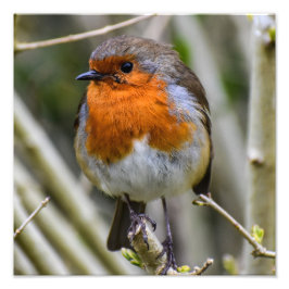 European Robin Fotodruck