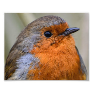 European Robin Fotodruck