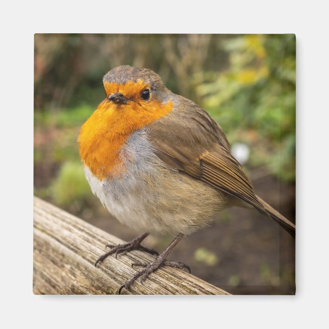 European Robin Fridge Magnet (Vorne)