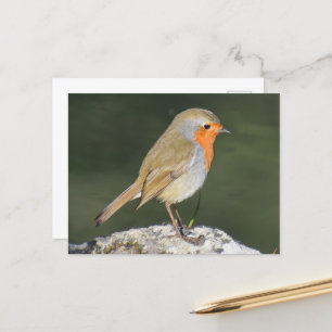 European Robin Postkarte