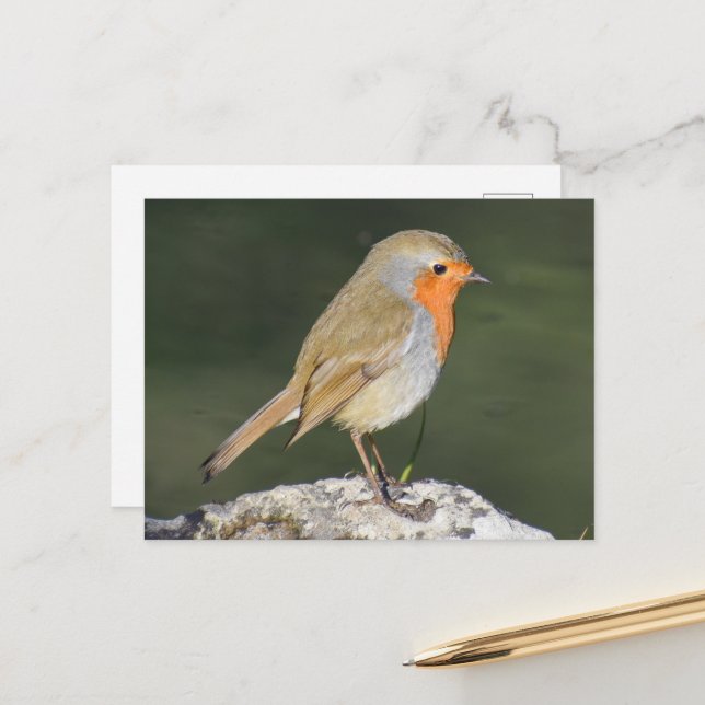 European Robin Postkarte (Vorderseite/Rückseite Beispiel)