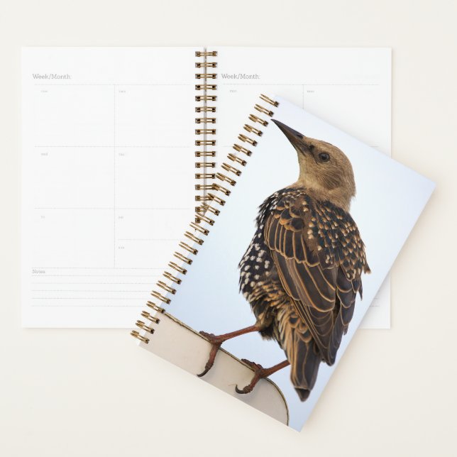 European Starling Planner Planer (Anzeige)
