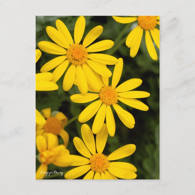 Euryops Daisy [Postcard] Postkarte (Vorderseite)