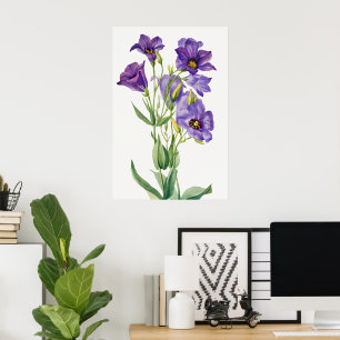 Eustoma Russelianum, violette Blumen, Poster