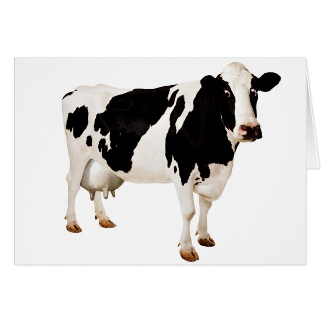 Euter-Unsinn (Vorderseite (Horizontal))