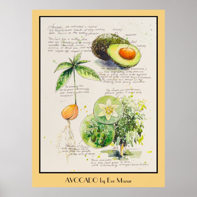 EVE Painted Avocado Botanical Illustration Poster (Vorne)