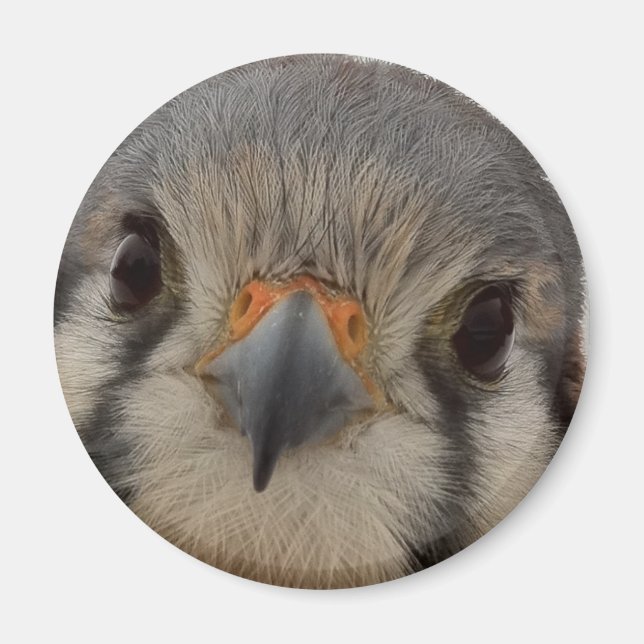 Everett Magnet (Vorne)