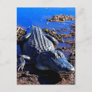 Everglades Alligator Postkarte