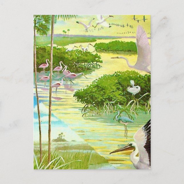 Everglades Bird Postcard Postkarte (Vorderseite)