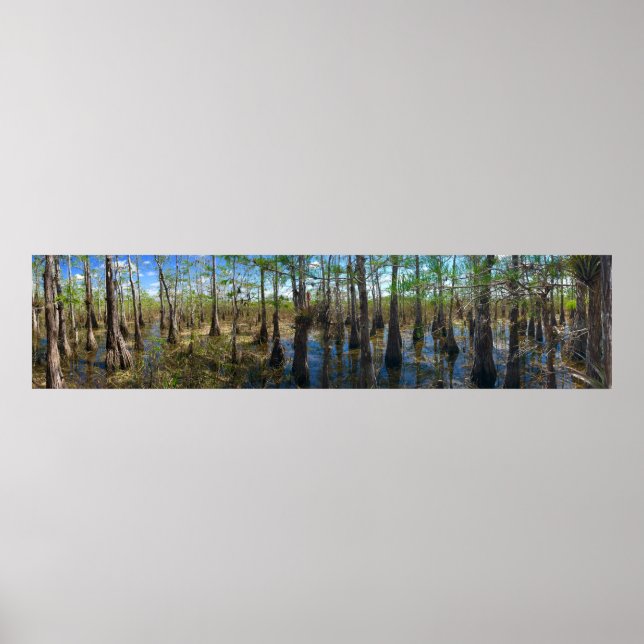 Everglades Cypress Poster (Vorne)