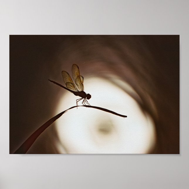 Everglades Dragonfly Poster (Vorne)
