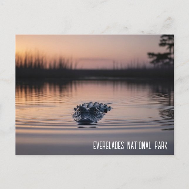 Everglades Florida Alligator Reise Postkarte (Vorderseite)