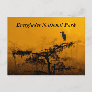 Everglades Postcard Postkarte