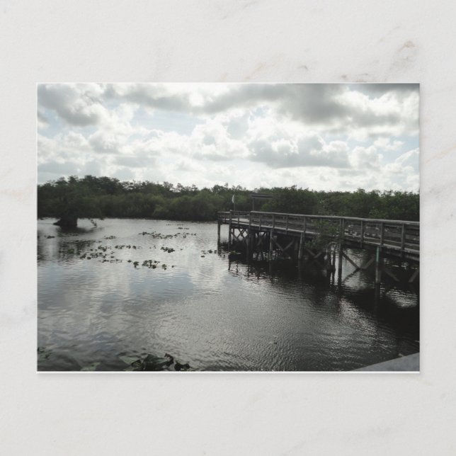 Everglades Postcard Postkarte (Vorderseite)