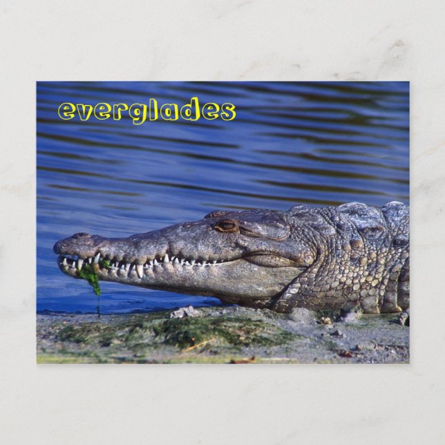 Everglades Postkarte (Vorderseite)