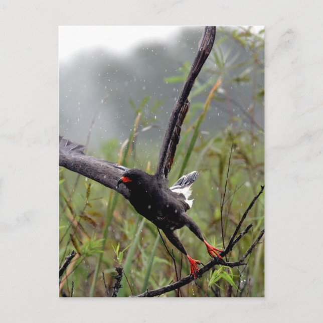 Everglades Snail Kite #1 Postkarte (Vorderseite)