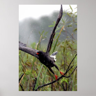 Everglades Snail Kite #1 print Poster