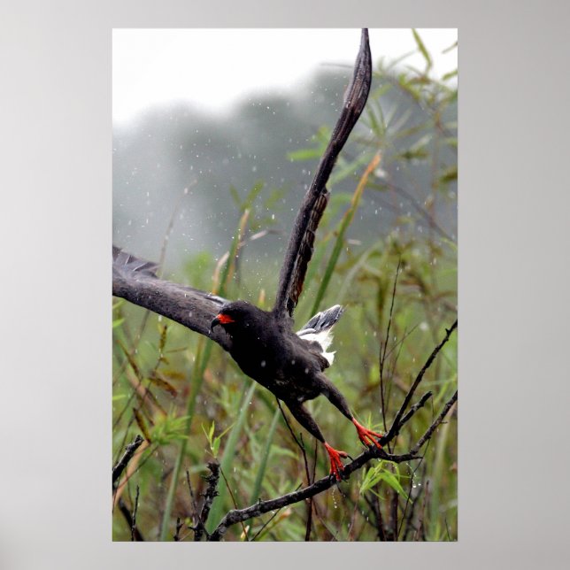 Everglades Snail Kite #1 print Poster (Vorne)