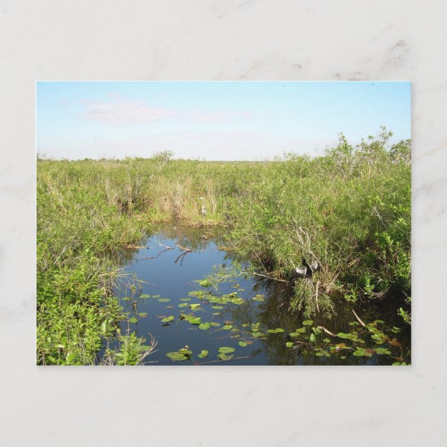 Everglades - Sumpf - Sumpf Postkarte (Vorderseite)