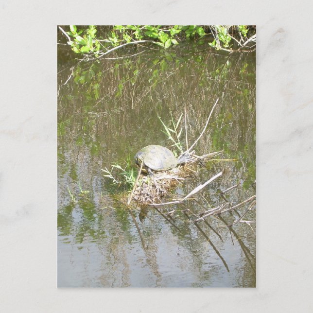 Everglades — Tortoise Postkarte (Vorderseite)