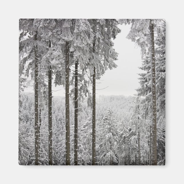 Evergreen forest im Winter Magnet (Vorne)