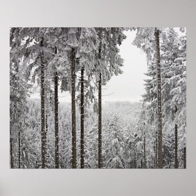 Evergreen forest im Winter Poster (Vorne)