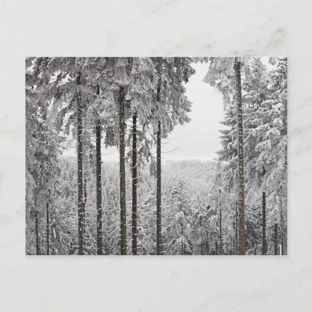 Evergreen forest im Winter Postkarte (Vorderseite)