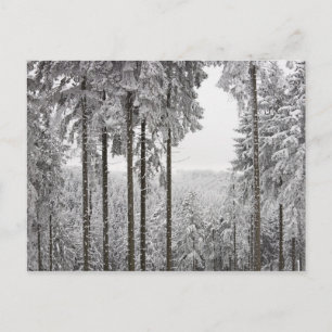 Evergreen forest im Winter Postkarte