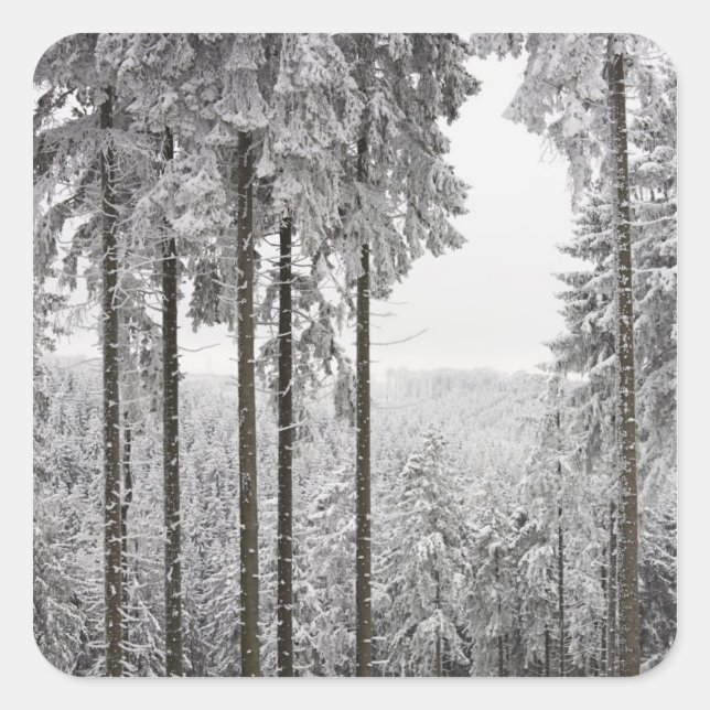 Evergreen forest im Winter Quadratischer Aufkleber (Vorderseite)