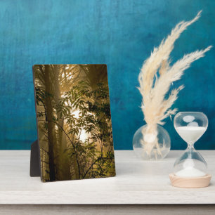 Evergreen Forest   Oregon Coast Fotoplatte