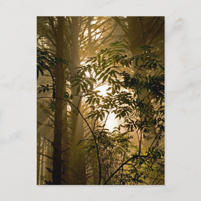 Evergreen Forest | Oregon Coast Postkarte (Vorderseite)