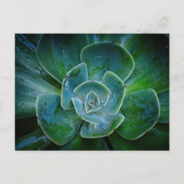 Evergreen Pflanze Feiertagspostkarte