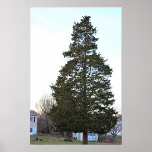 Evergreen Tree Foto Poster